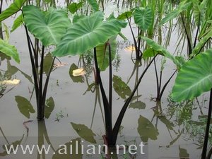 紫杆水芋       天南星科芋属植物.多年生,浅水中生长.